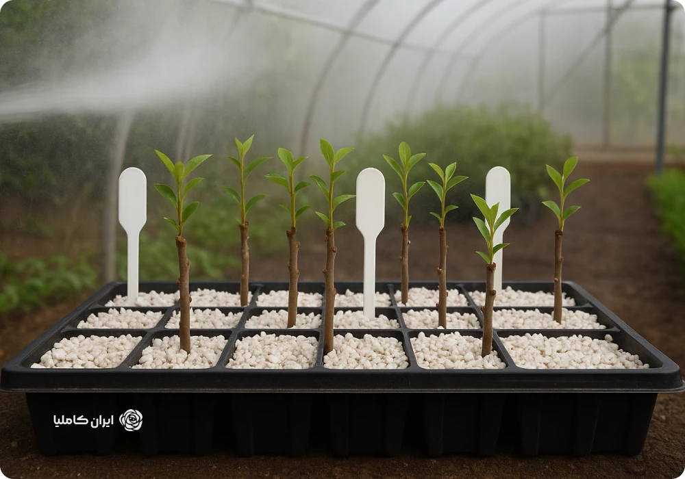 درخت پایه رویشی